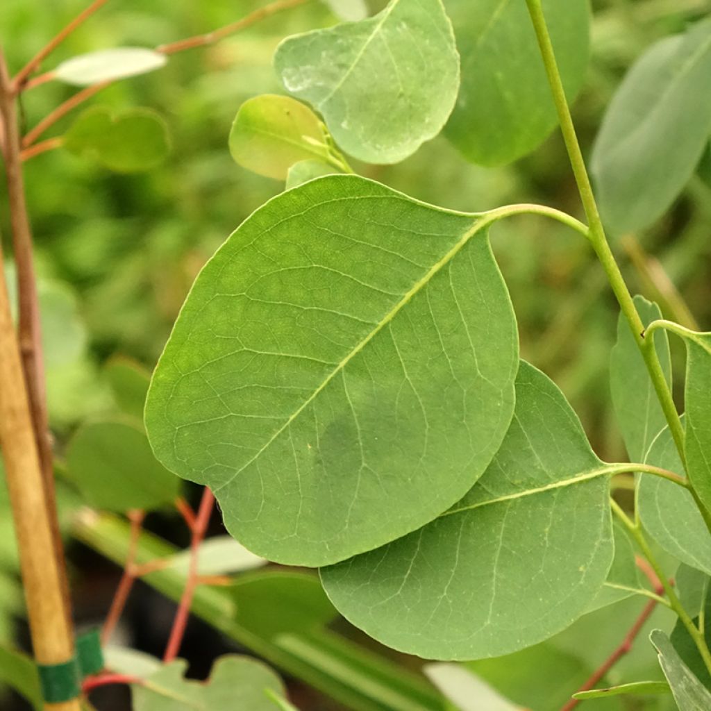 Eucalyptus camphora subsp. camphora