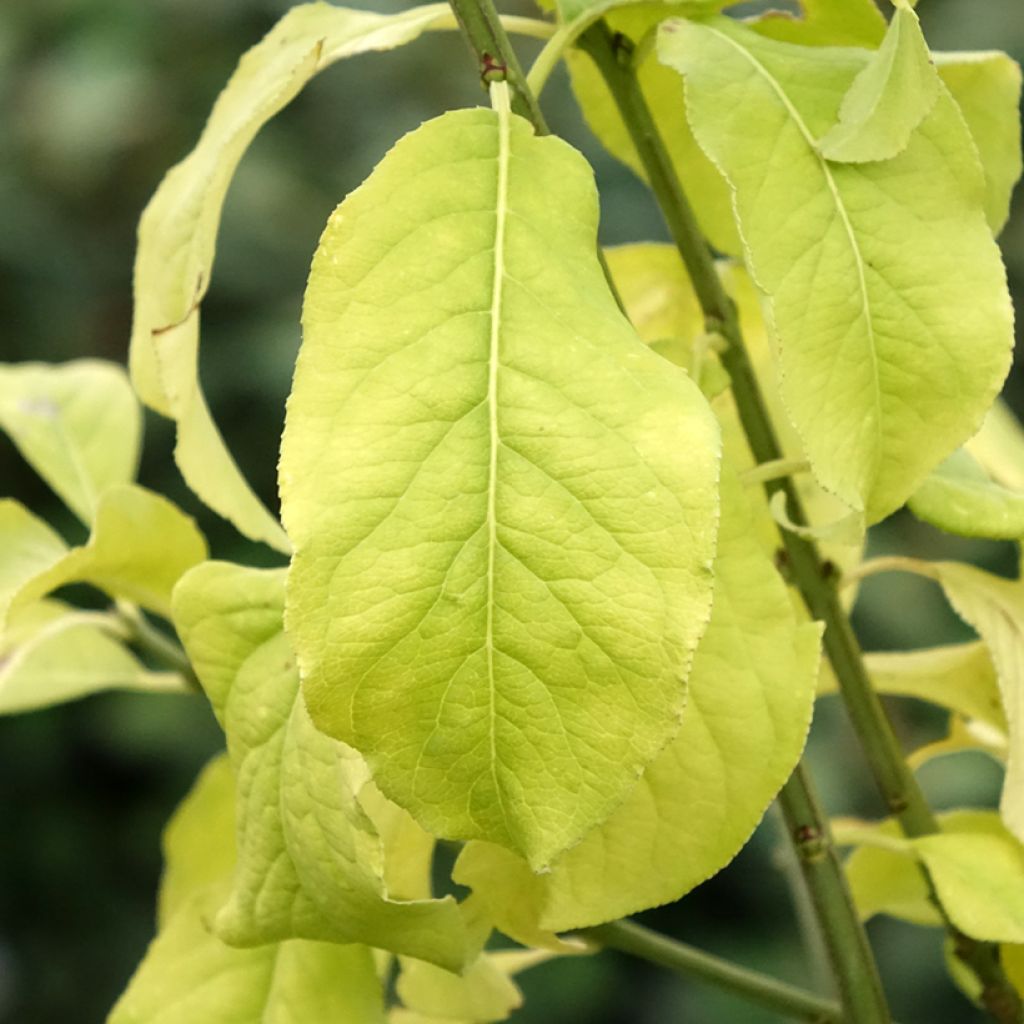 Evónimo-europeu Albus - Euonymus europaeus