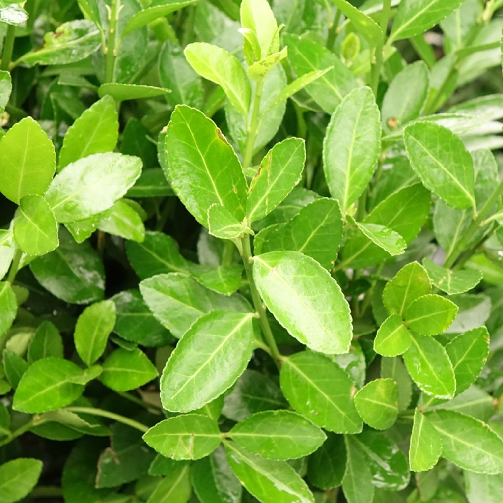 Euonymus japonicus