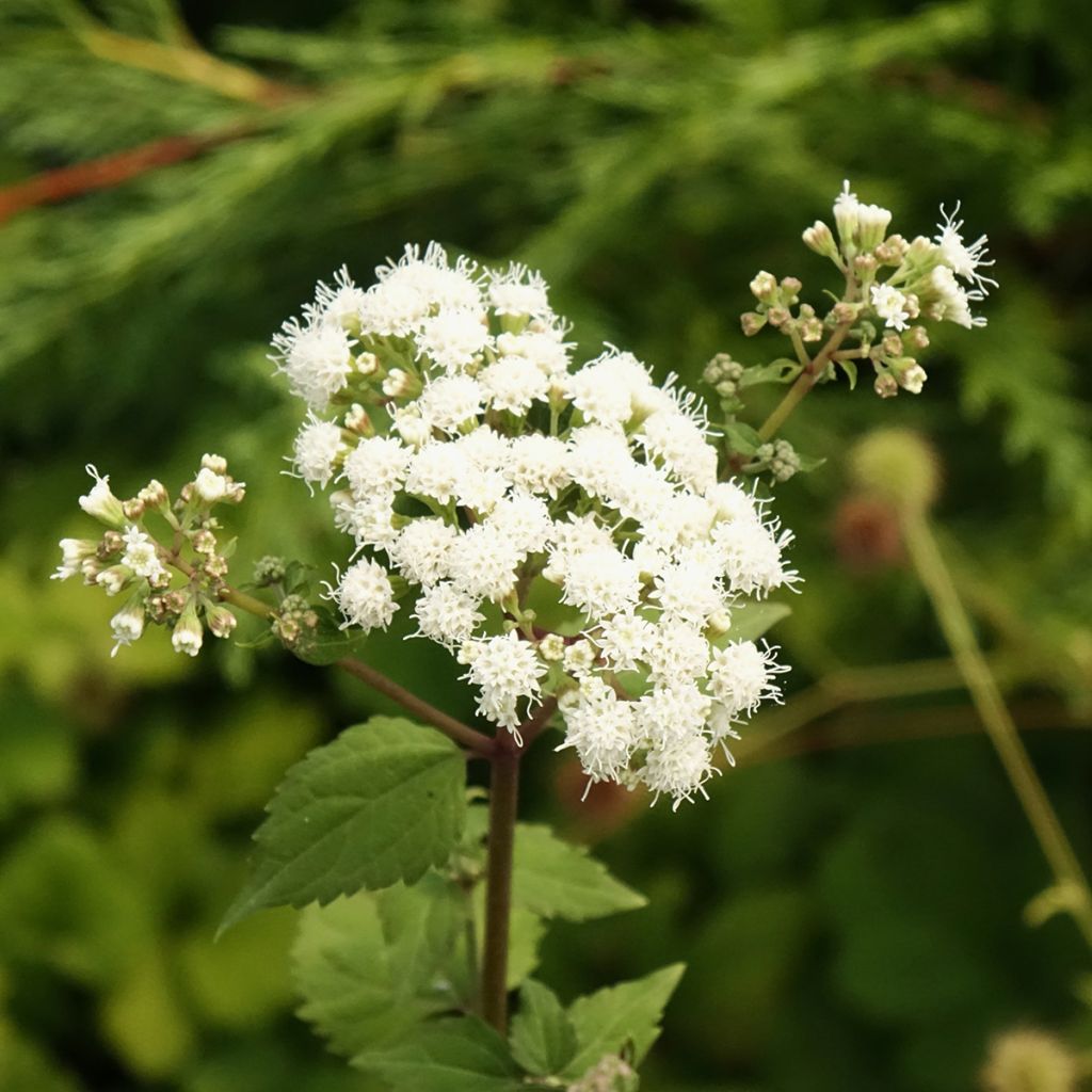 Eupatorium rugosum Braunlaub