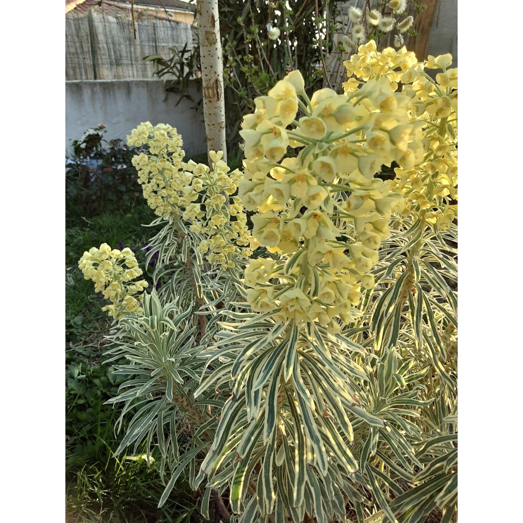 Euphorbia characias Tasmanian Tiger - Euphorbe panachée