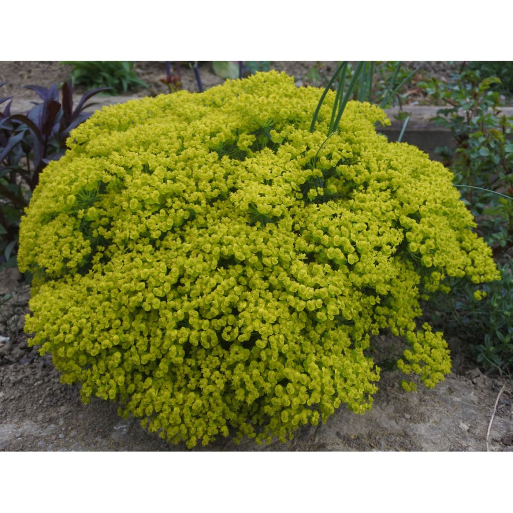 Euphorbia cyparissias Fens Ruby - Euphorbe petit-cyprès