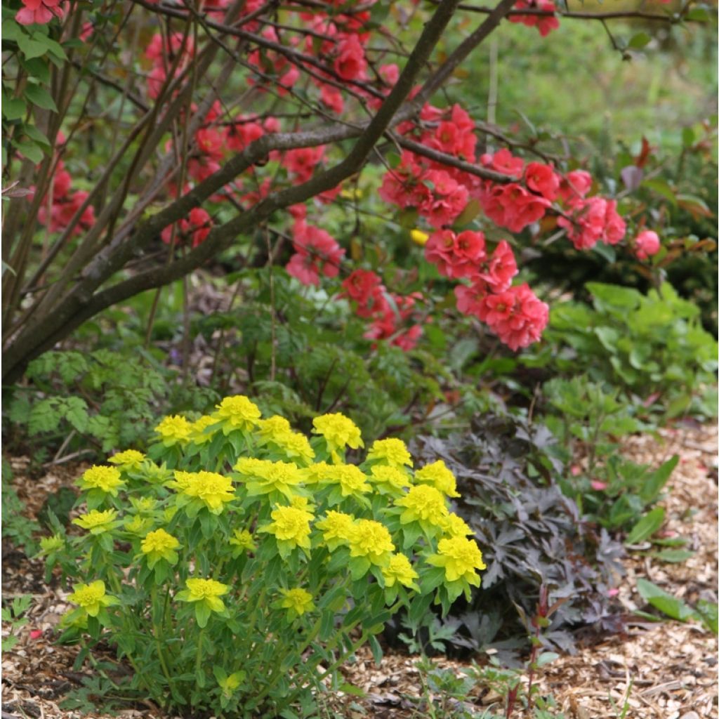 Euphorbia polychroma - Euphorbe polychrome