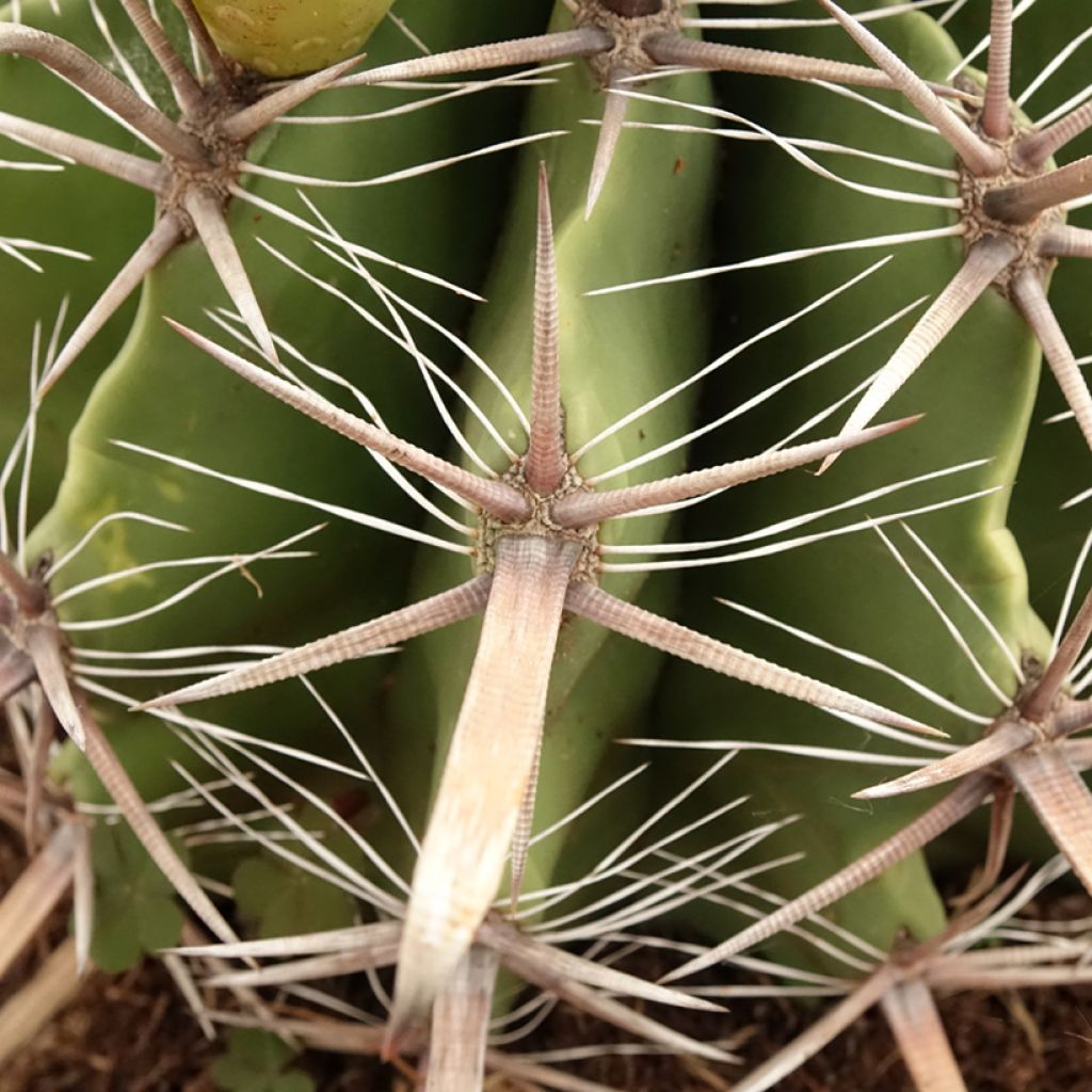 Ferocactus horridus