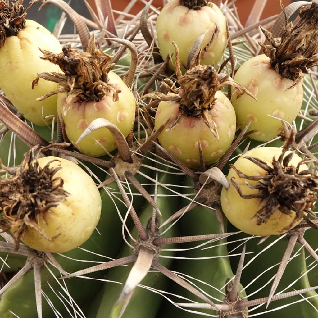 Ferocactus horridus