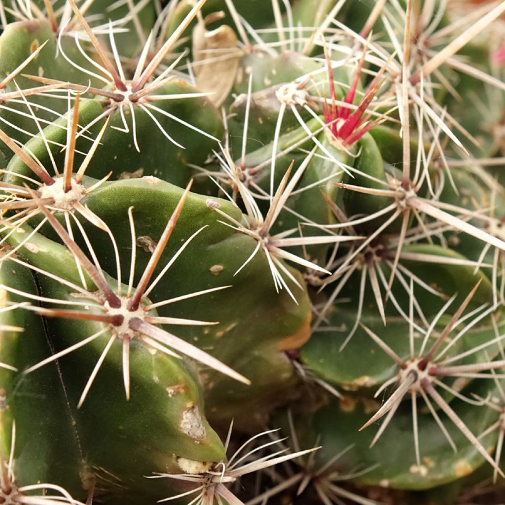 Ferocactus robustus