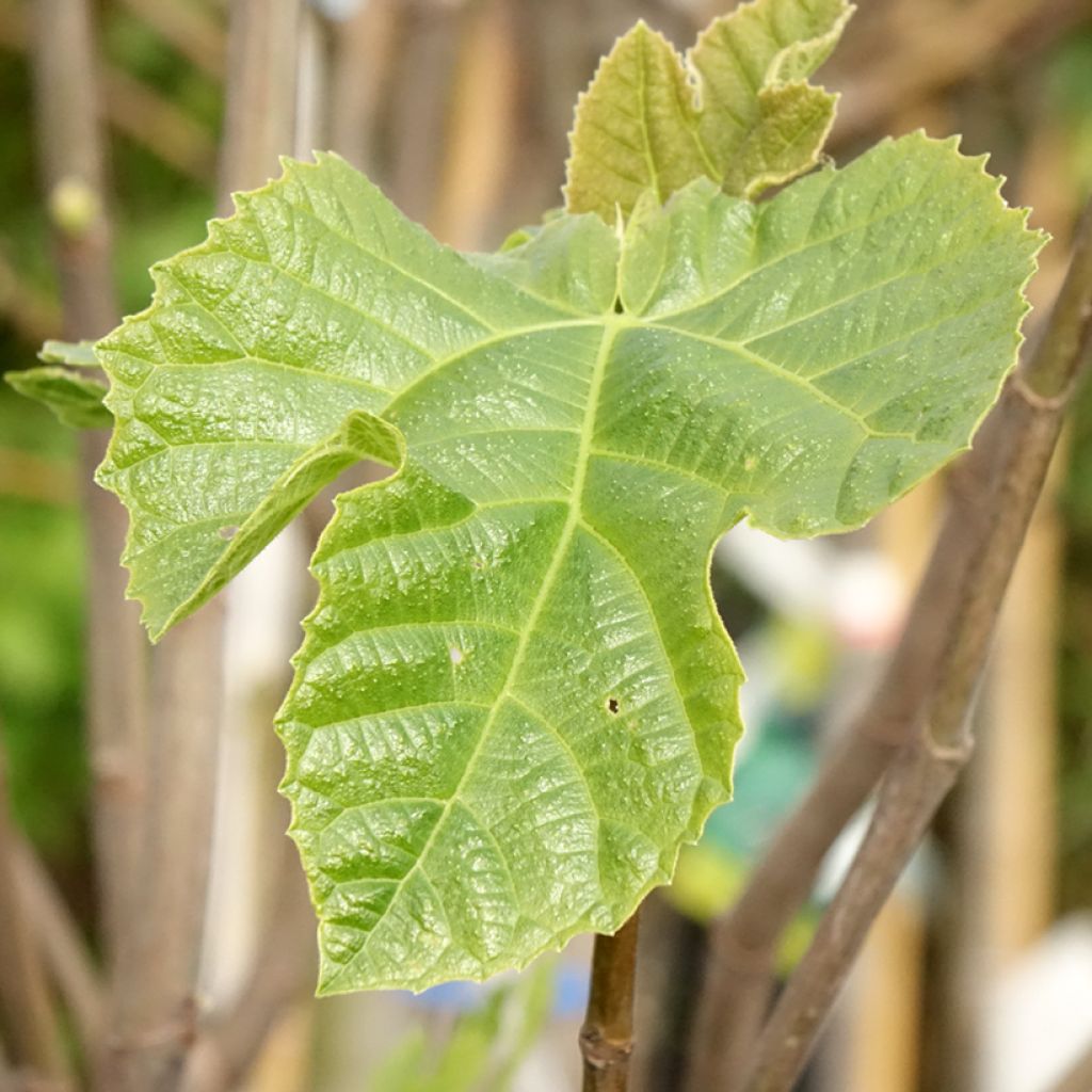 Figueira Sultane - Ficus carica