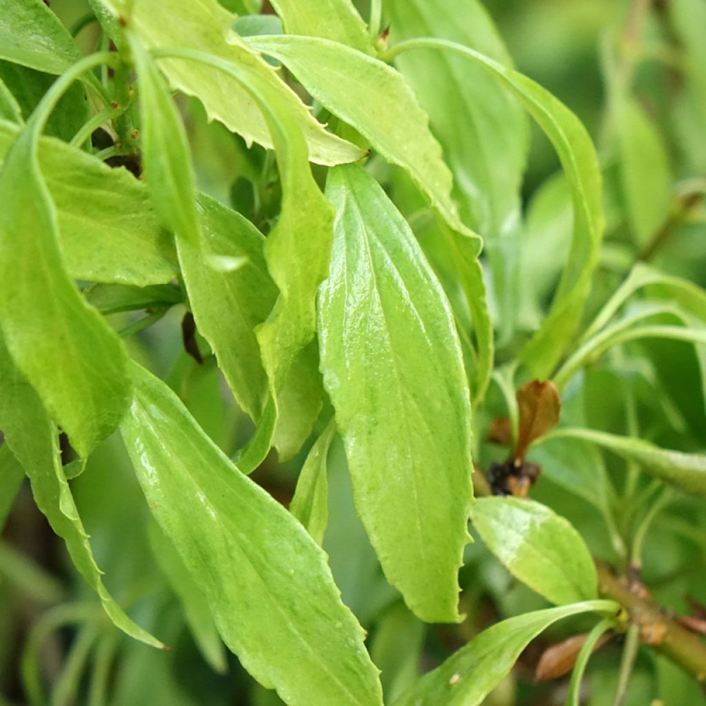 Forsythia Marée d'Or - Chinees klokje