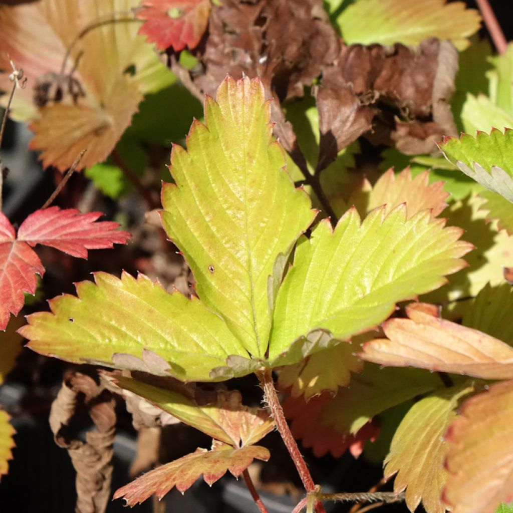Morangueiro-silvestre Rügen
