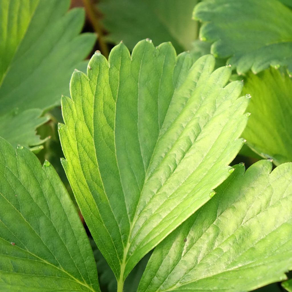 Morangueiro Cirafine remontante