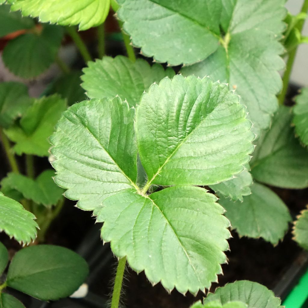 Morangueiro Gento remontante