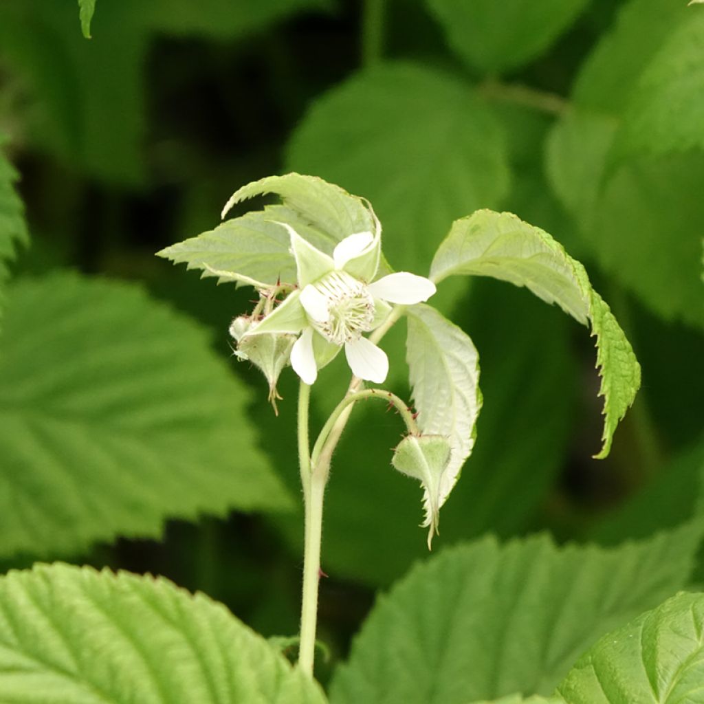 Framboeseiro Autumn First remontante - Rubus idaeus