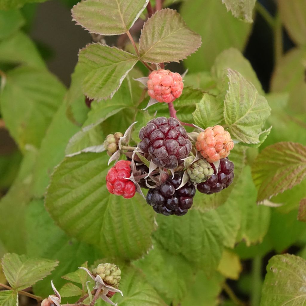 Framboeseiro Autumn Passion® remontante - Rubus idaeus