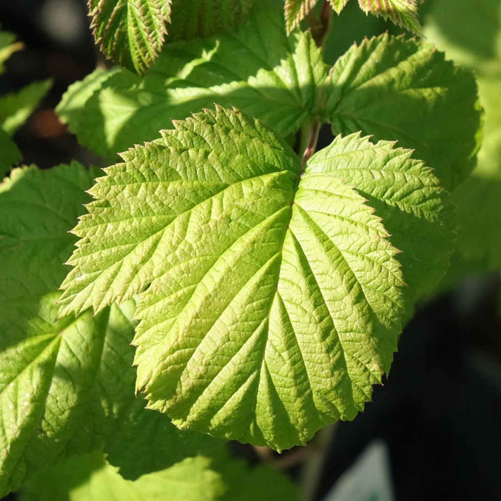 Framboeseiro Glen Ample (não remontante) Bio - Rubus idaeus
