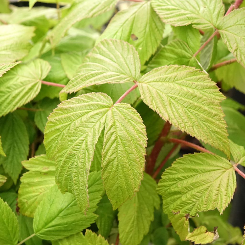 Framboeseiro remontante Sanibelle - Rubus idaeus