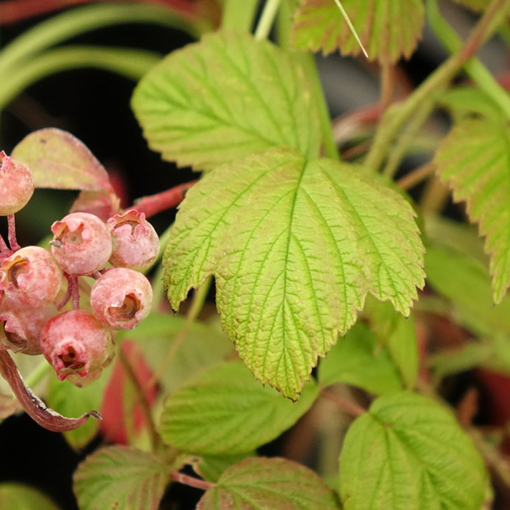 Framboeseiro Scepter remontante - Rubus idaeus