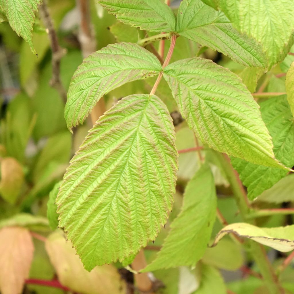 Framboeseiro Twotimer Sugana remontante - Rubus idaeus