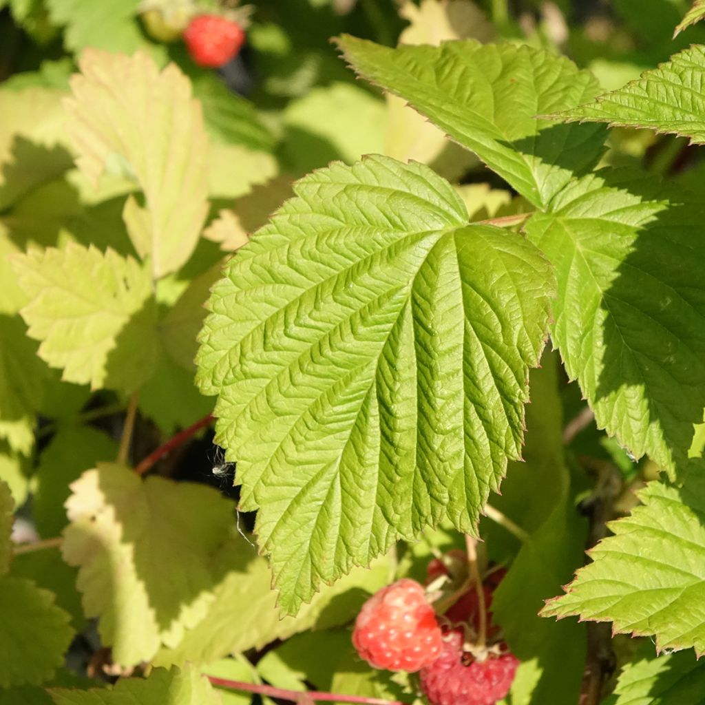 Framboeseiro Versailles remontante Bio - Rubus idaeus