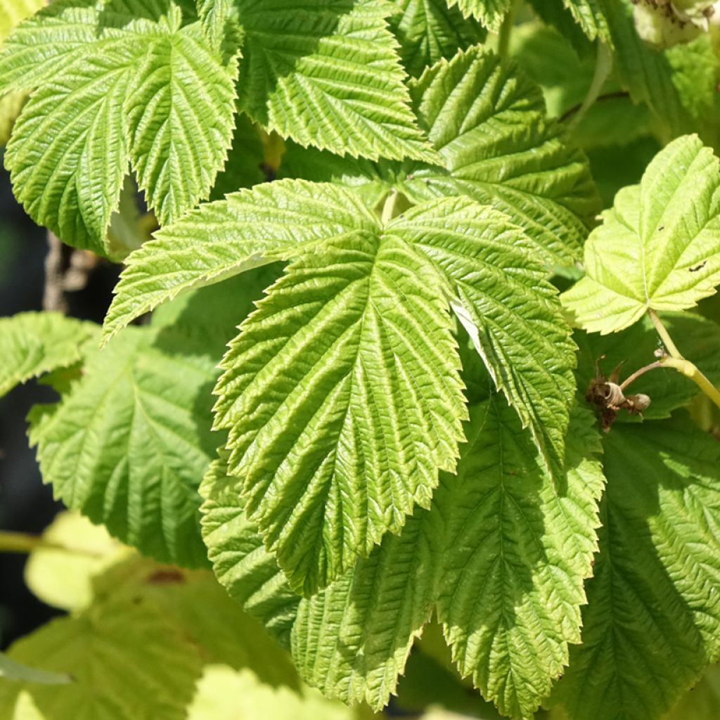 Framboeseiro Violette não remontante - Rubus idaeus