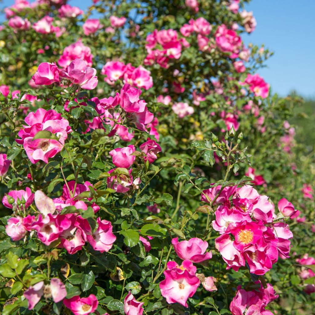 Roseira arbustiva Friendly Purple