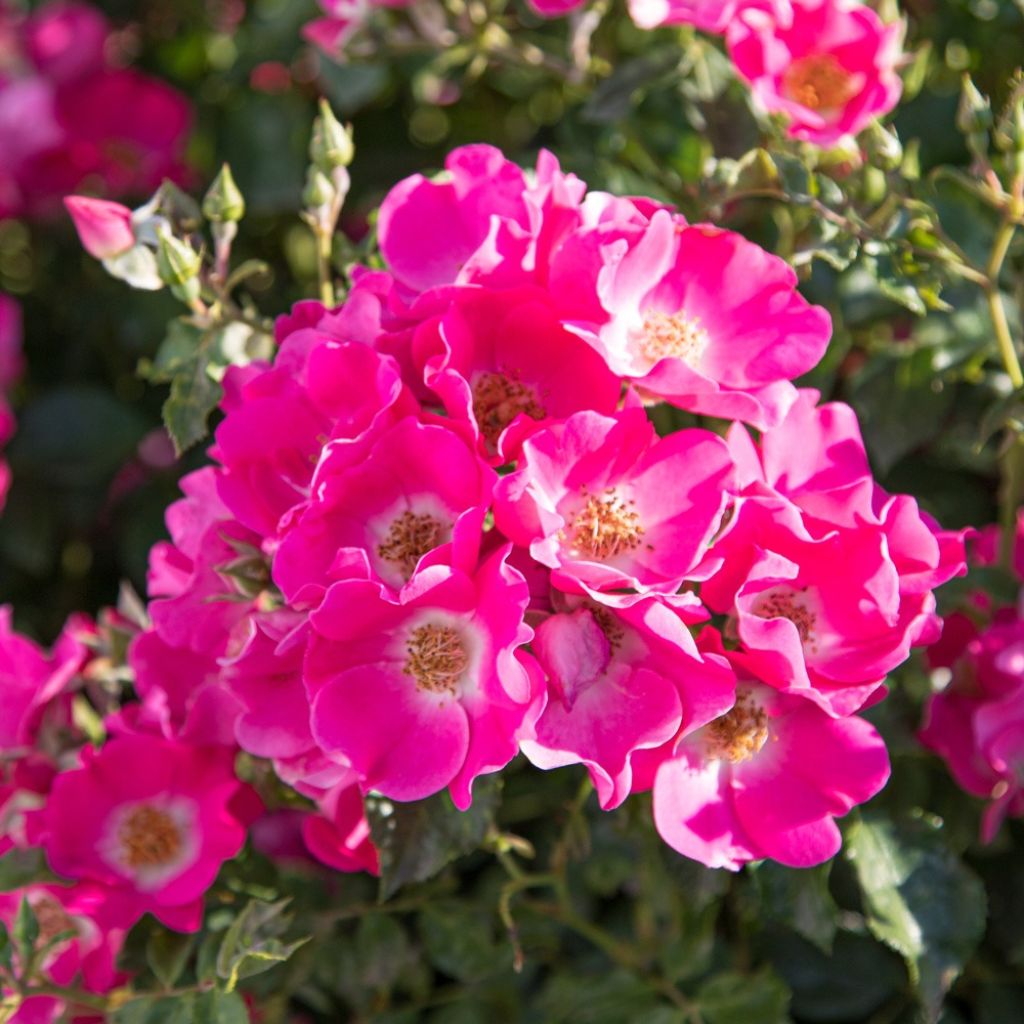 Roseira arbustiva Friendly Purple