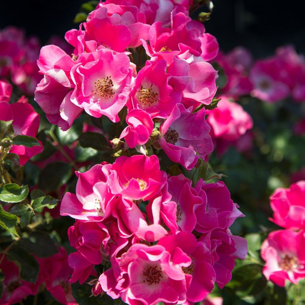 Roseira arbustiva Friendly Purple