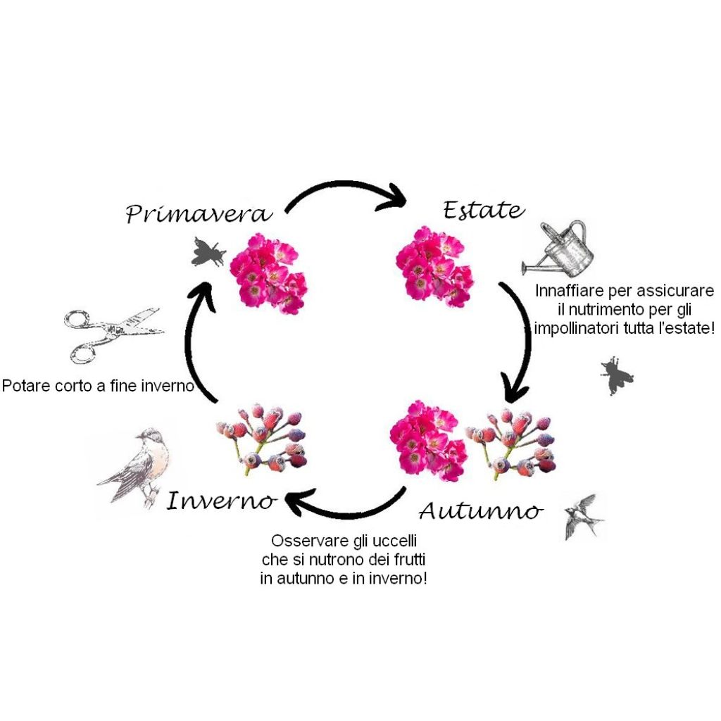 Roseira arbustiva Friendly Purple