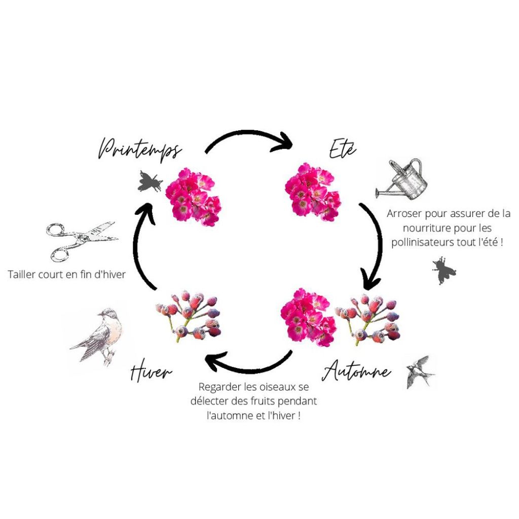 Roseira arbustiva Friendly Purple