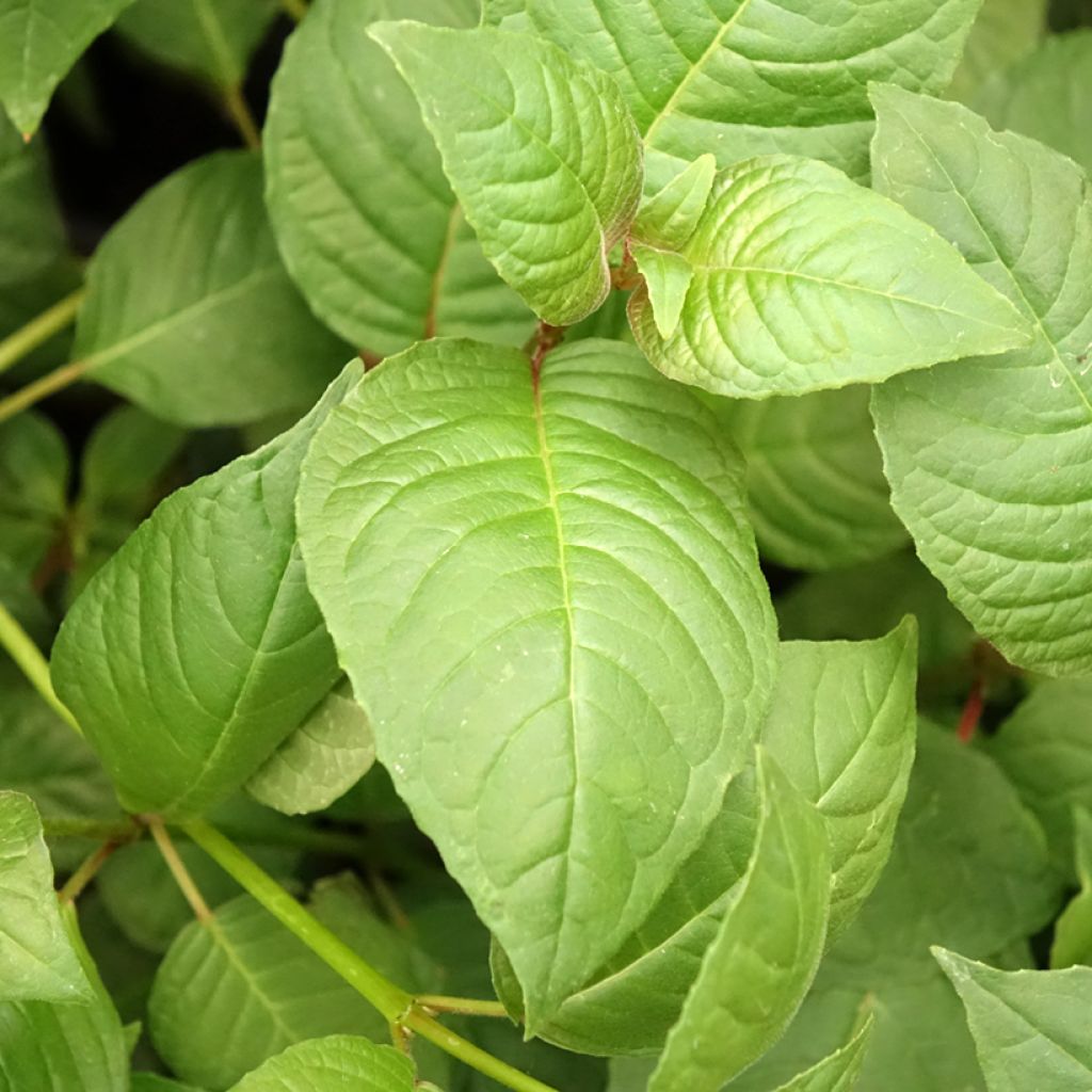 Brinco-de-princesa First Success