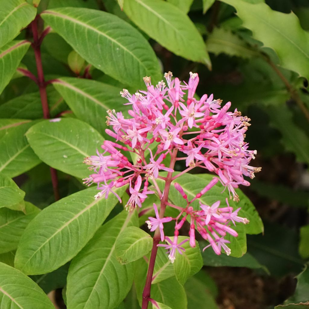 Fuchsia paniculata