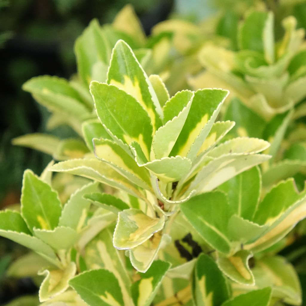 Evónimo do Japão Duc d'Anjou