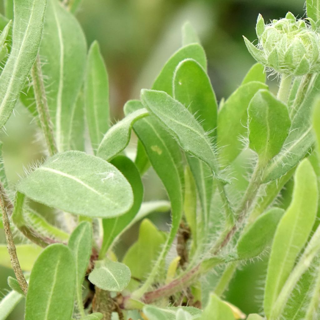 Gailárdia Arizona Red Shades