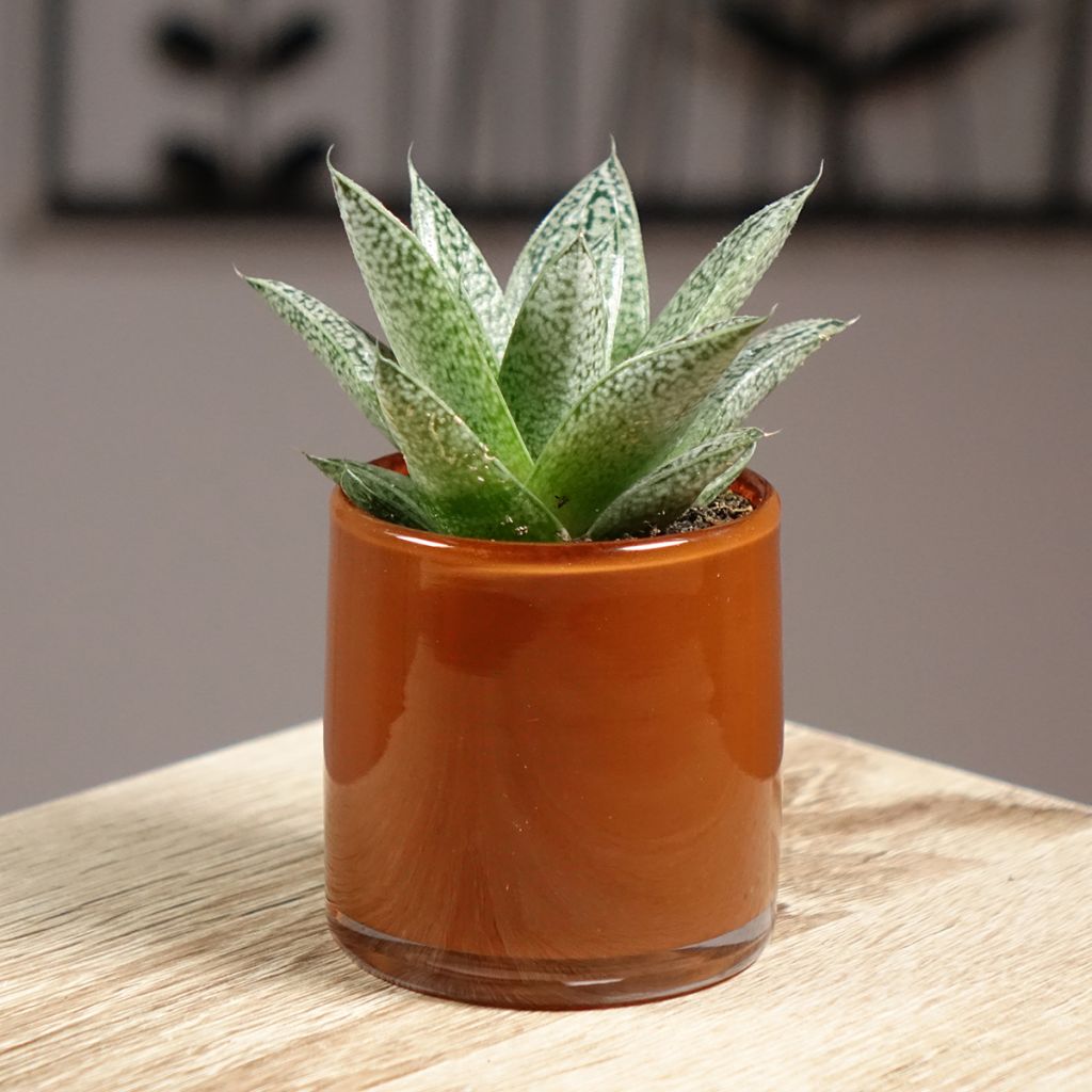 Gasteria D. Nella