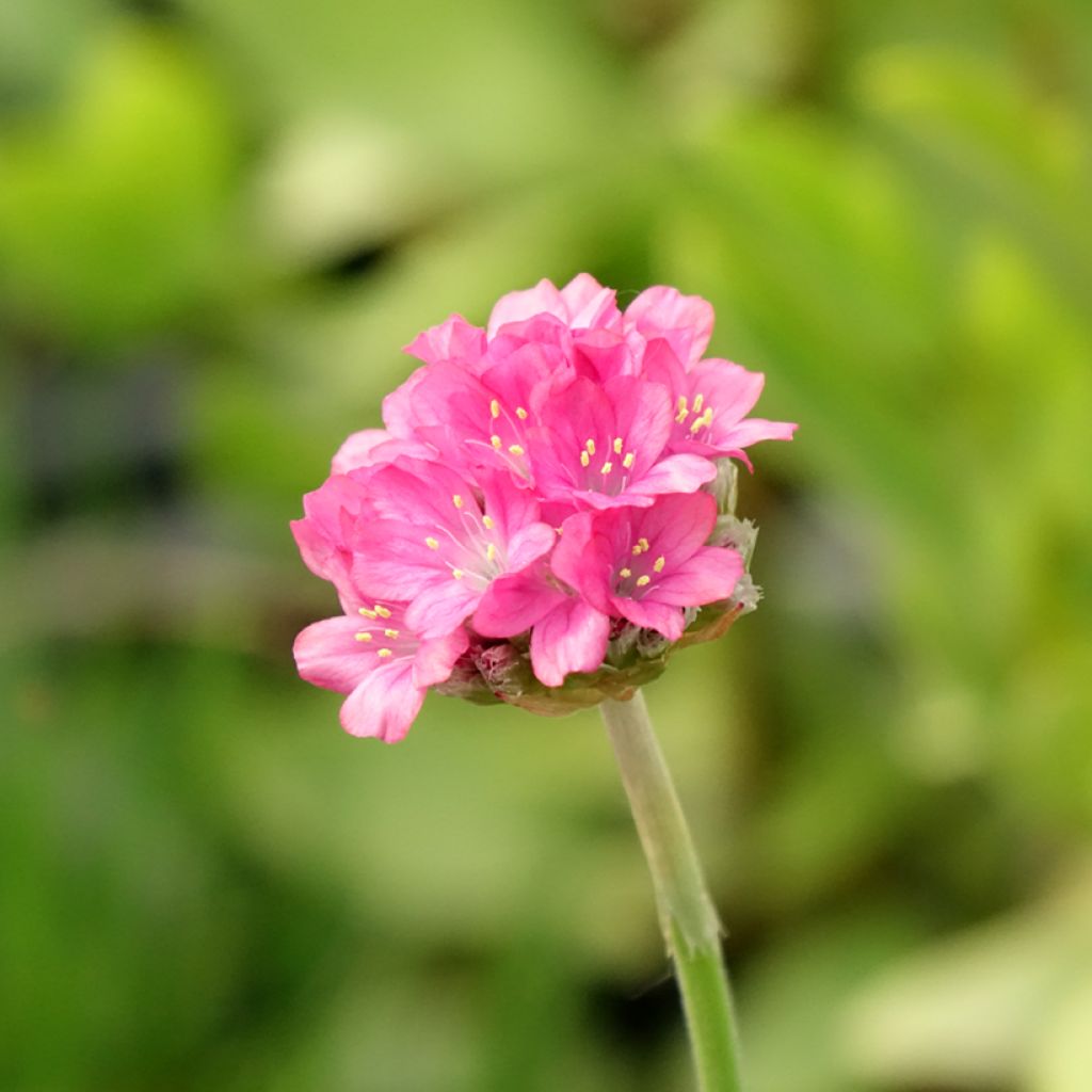 Armeria Ornament