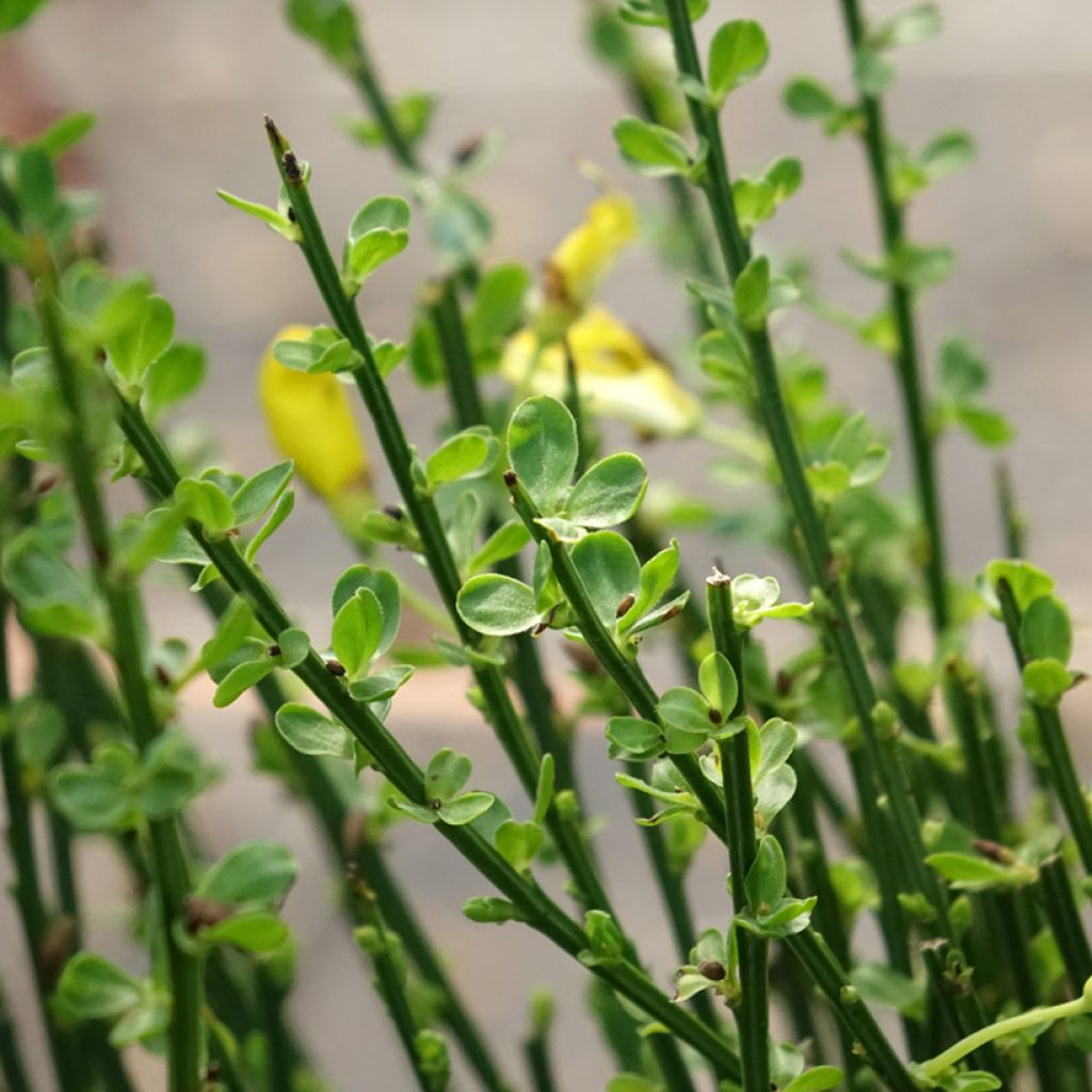 Cytisus scoparius Vanesse
