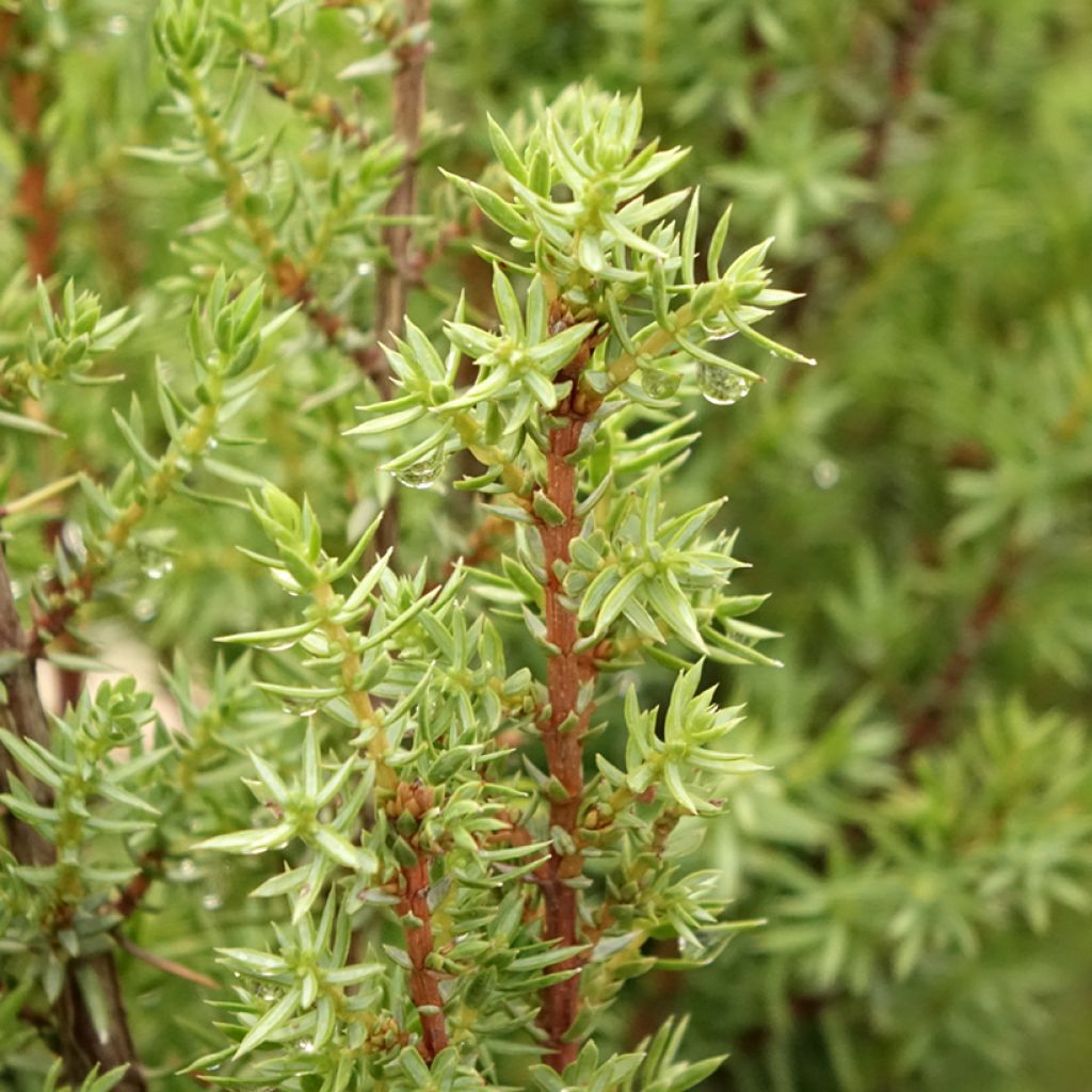 Juniperus communis Sentinel - Jeneverbes