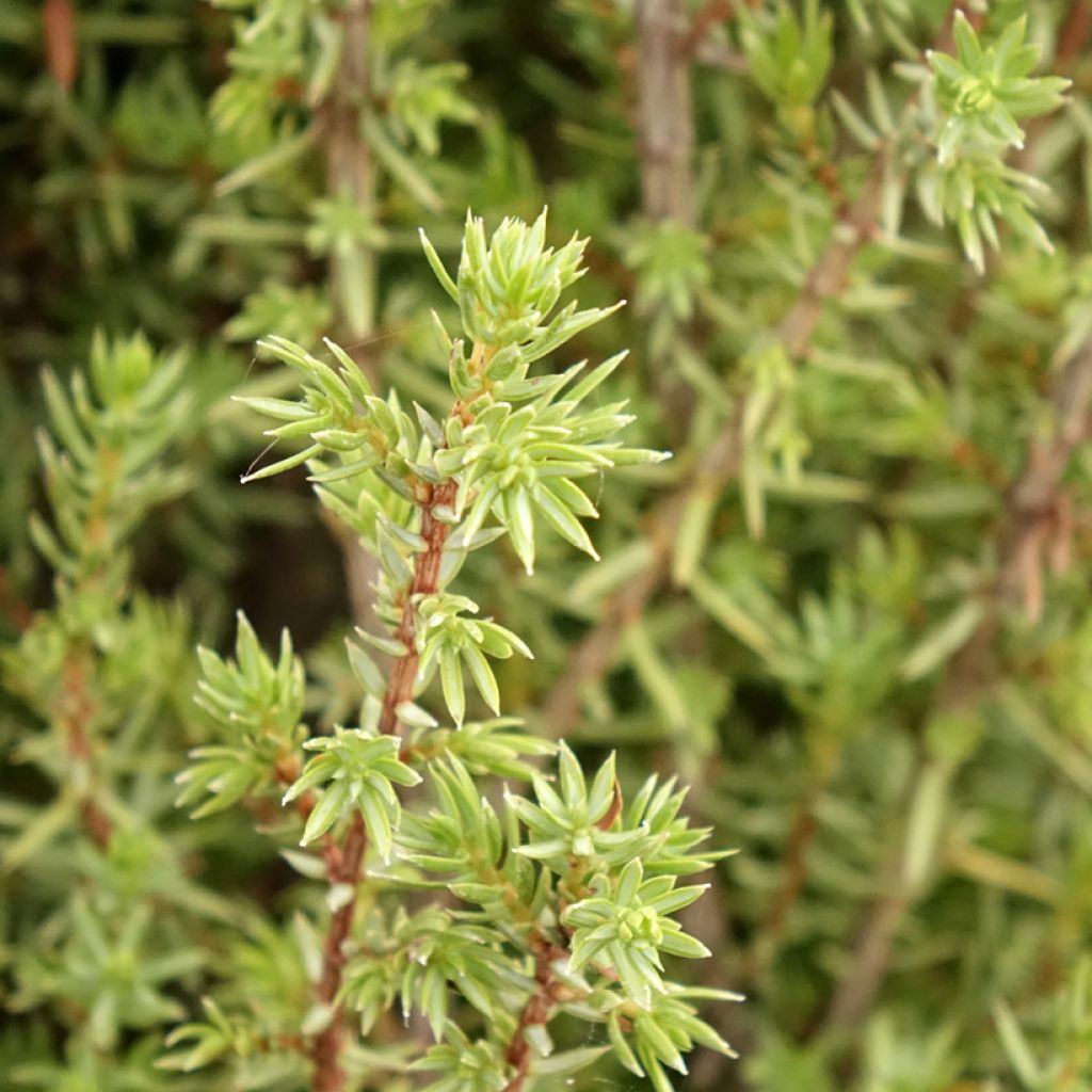 Juniperus communis Sentinel - Jeneverbes