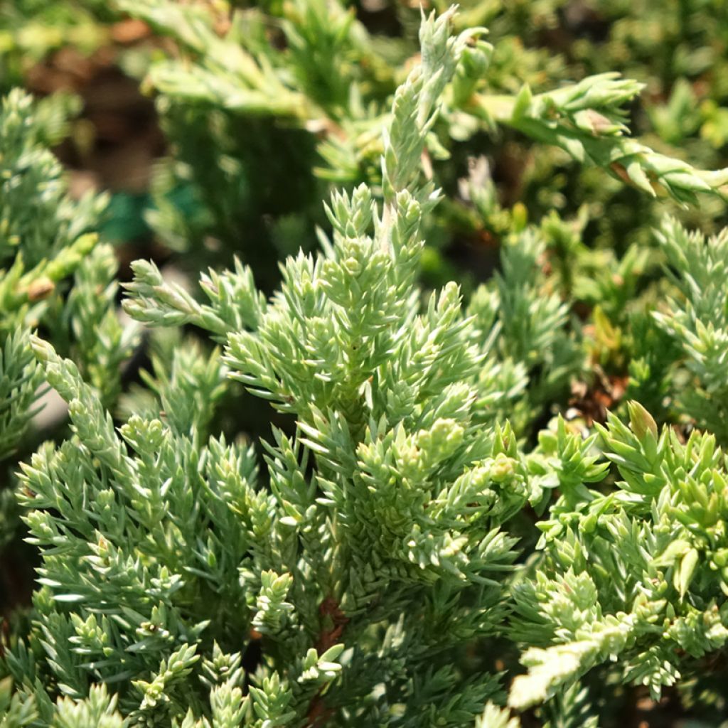 Juniperus horizontalis Prince Of Wales