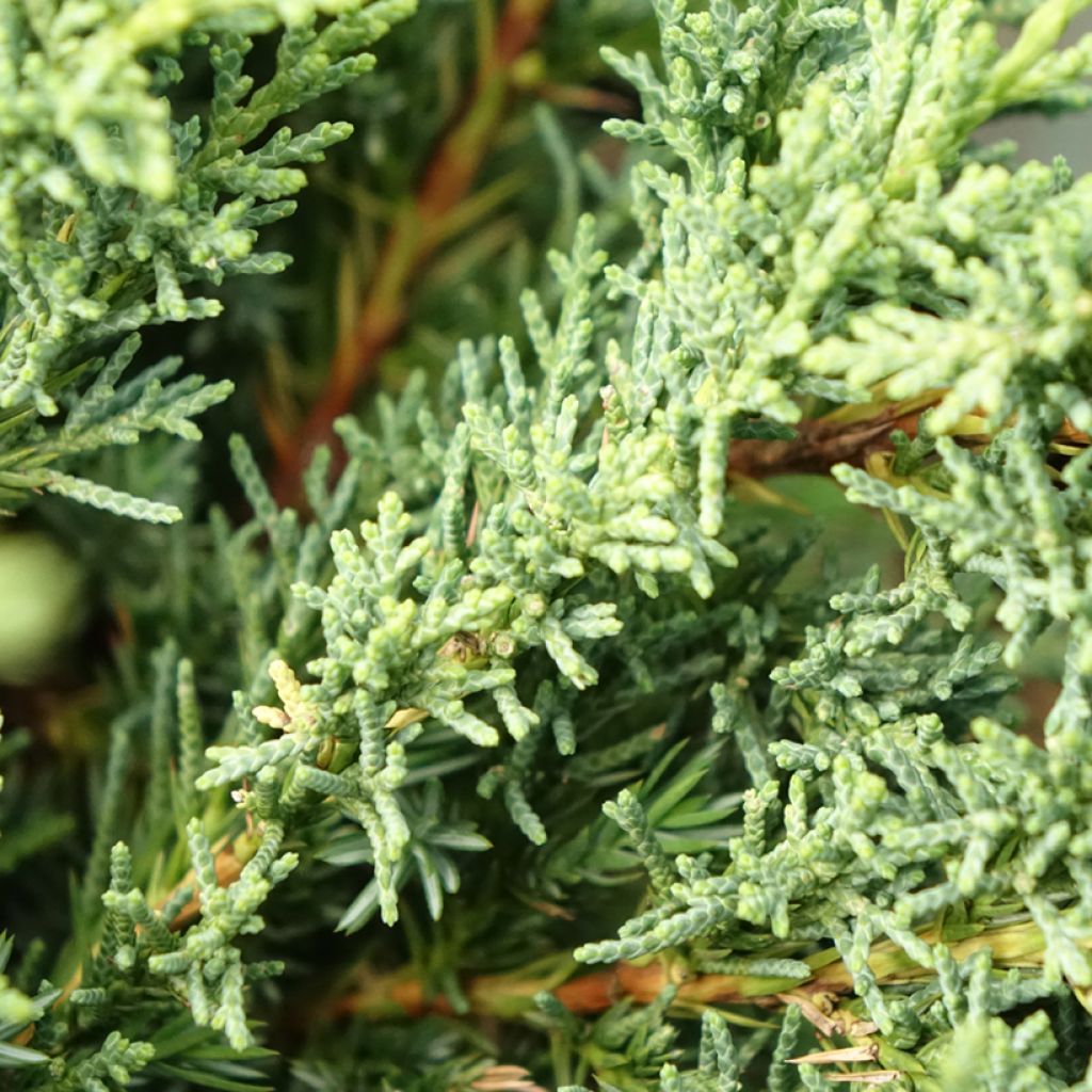 Juniperus chinensis × sabina Blaauw