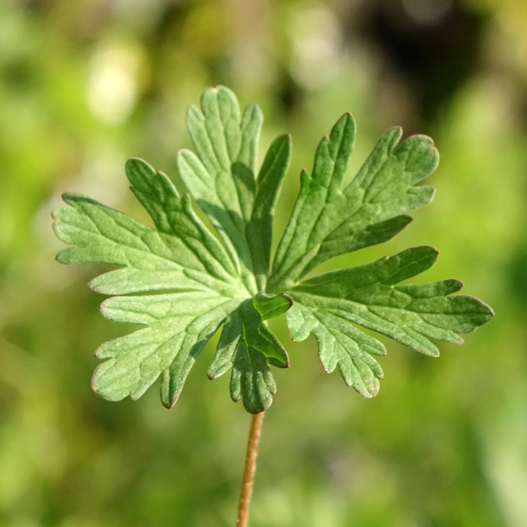 Geranium pratense Else Lacey