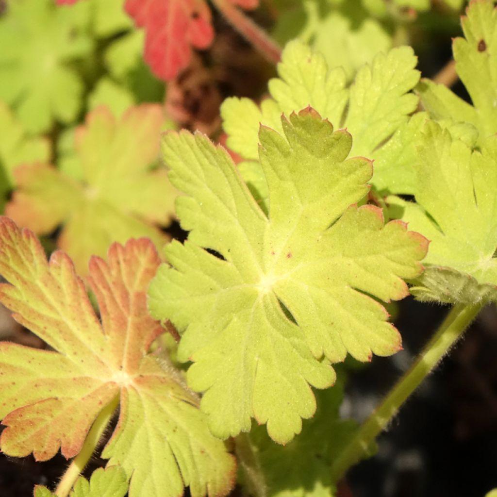 Gerânio Ingwersen's Variety - Geranium macrorrhizum