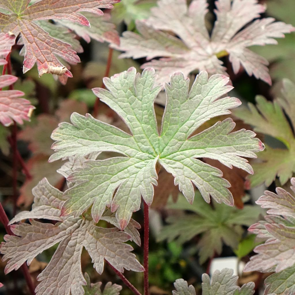Geranium pratense Dark Eyes