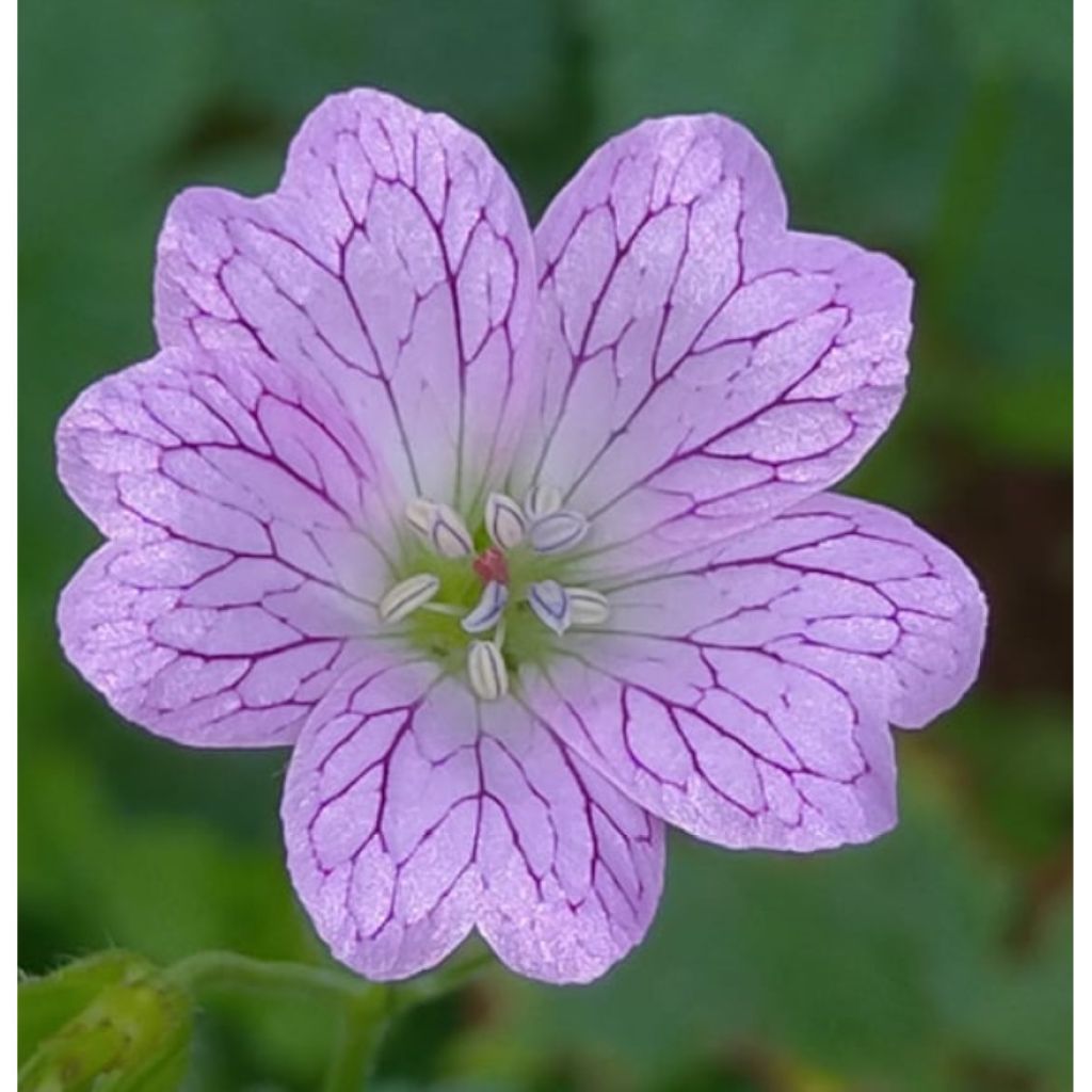 Géranium vivace versicolor 