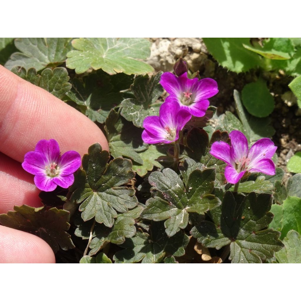 Géranium vivace Orkney Cherry®