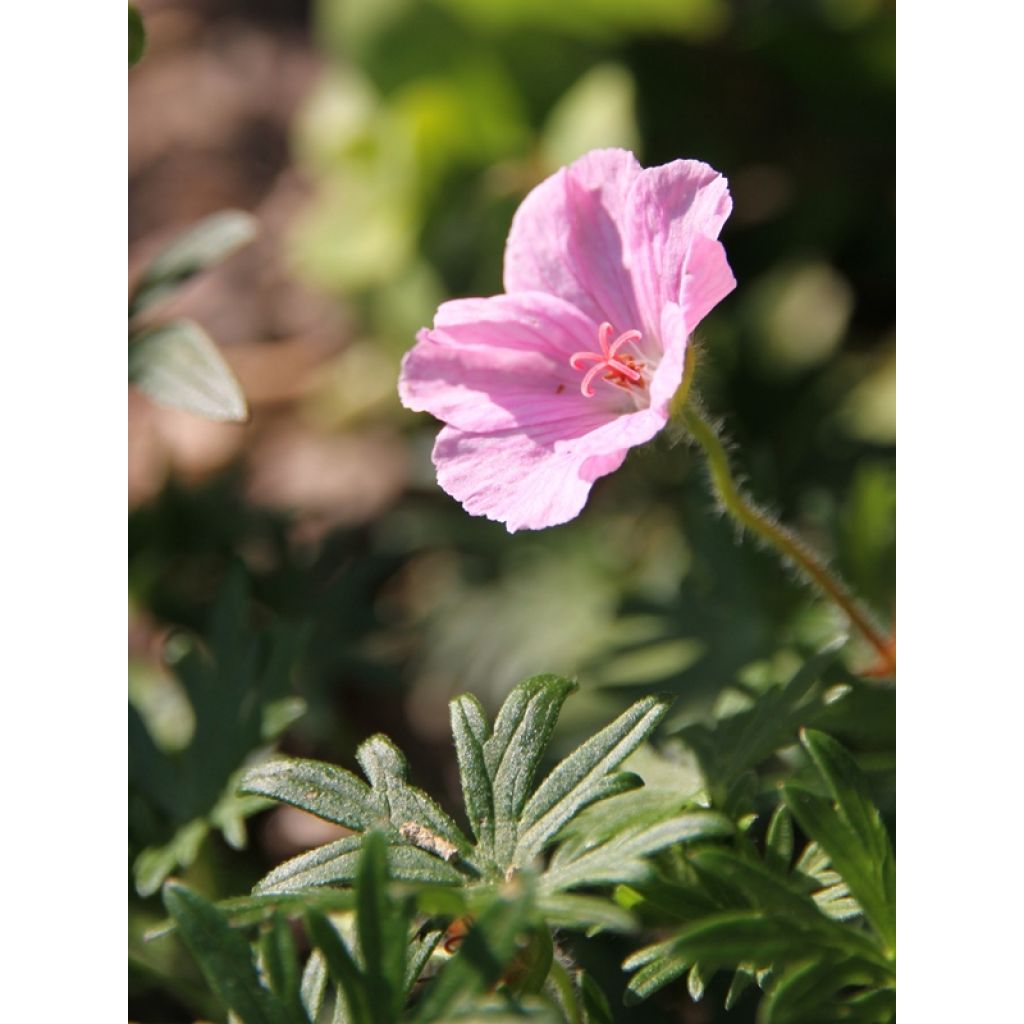 Géranium vivace sanguineum striatum
