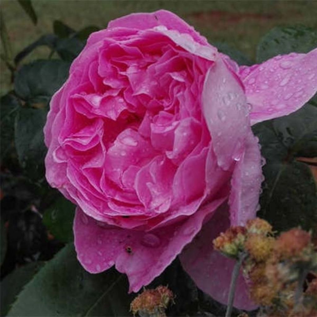 Rosier David Austin Young Lycidas