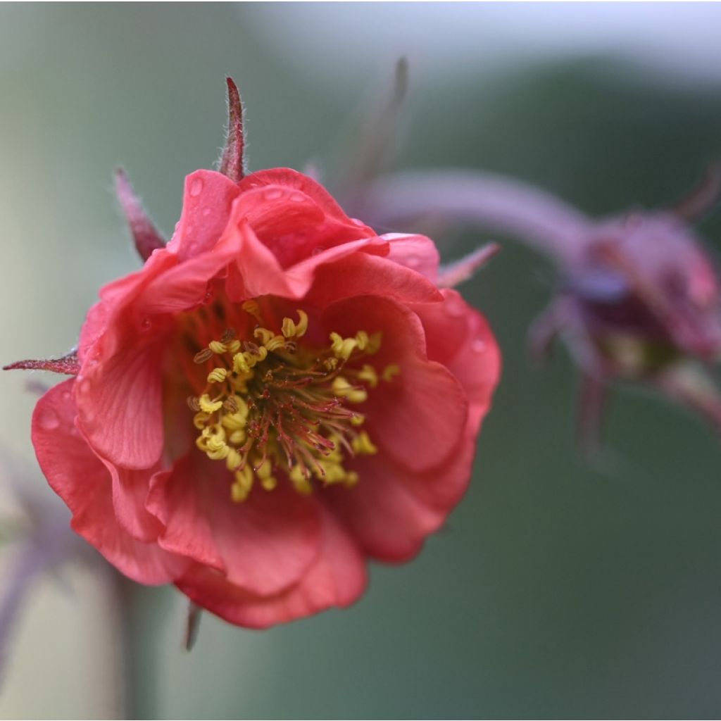 Geum Flames of Passion - Benoîte rose teintée de rouge