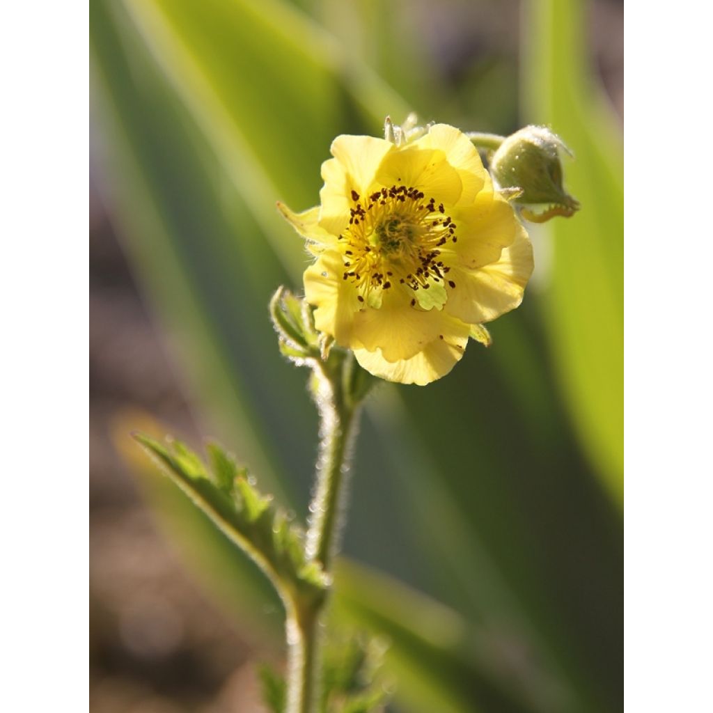 Geum Banana Daiquiri - Benoîte hybride jaune citron clair