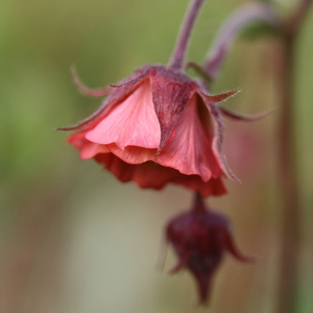 Geum rivale Leonard's Variety - Benoîte des Rives
