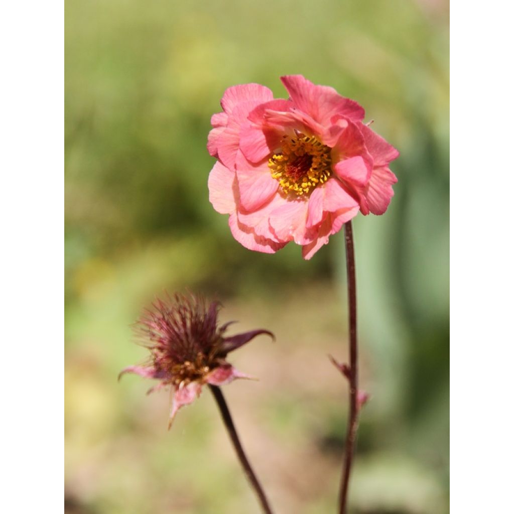 Geum Mai Tai - Benoîte saumon abricot 